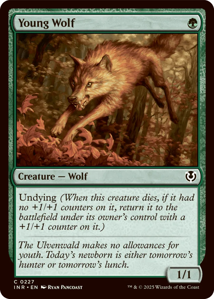 Young Wolf